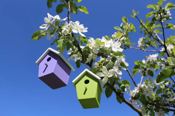 birdhouse in the blossoming apple tree - Photo, Image