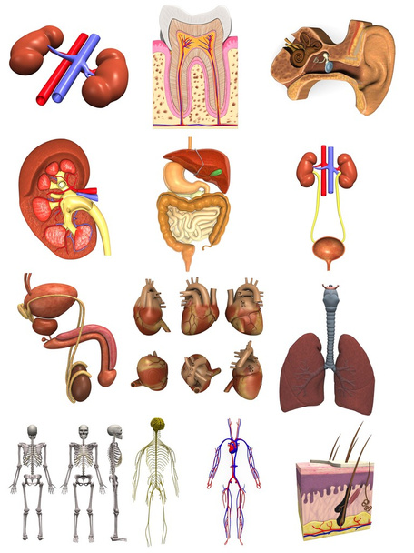 Collection of 3d renders - male organs - Photo, Image