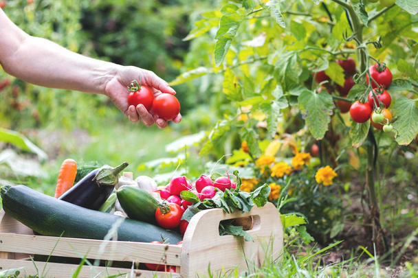 Kobieta ręce zbieranie świeżych pomidorów do drewnianej skrzyni z warzywami. Ekologiczne potrawy z ogrodu - Zdjęcie, obraz