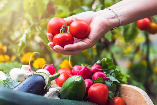 Kadın elleri sebze ile ahşap sandıkta taze domates alıyor. Bahçeden organik gıda - Fotoğraf, Görsel