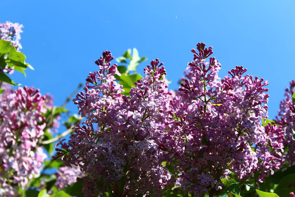 beau lilas dans le jardin
 - Photo, image
