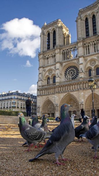 Notre Dame de Paris 'in önünde güvercinler ve turistler. Alçak açı görünümü, Paris, Fransa - Fotoğraf, Görsel