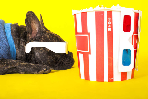 Pies francuski Bulldog leży w okulary 3D z popcorn. na żółtym ba - Zdjęcie, obraz