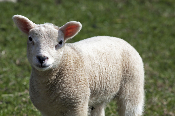 Kíváncsi bárány - Fotó, kép