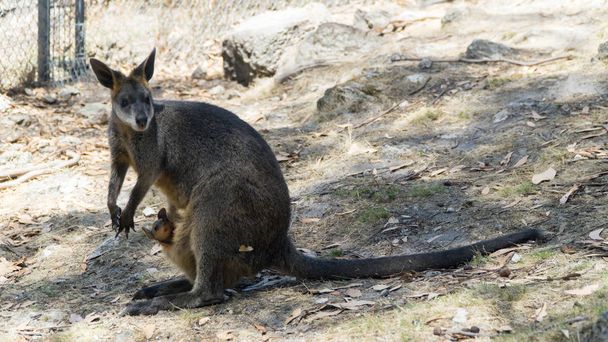 Австралійський Східна мати сірий кенгуру з дитиною в дикій природі, Австралія - Фото, зображення