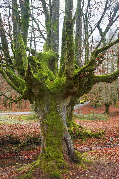 Floresta de faia antiga e mágica no País Basco
  - Foto, Imagem