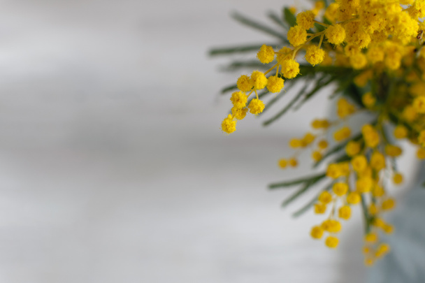 Pozadí jarního květu, mimózy na šedém pozadí, symb - Fotografie, Obrázek