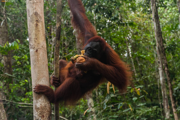A női orangután egy csecsemő az ő természetes élőhelyükön, Sarawak, Malajzia - Fotó, kép