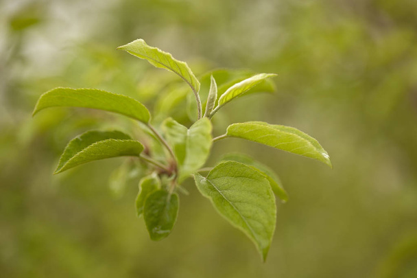 The new apple tree leaves in spring - Foto, afbeelding