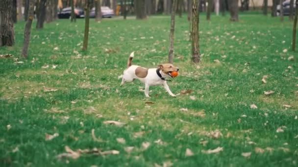 Jack Russell breed dog playing with a ball - Filmagem, Vídeo