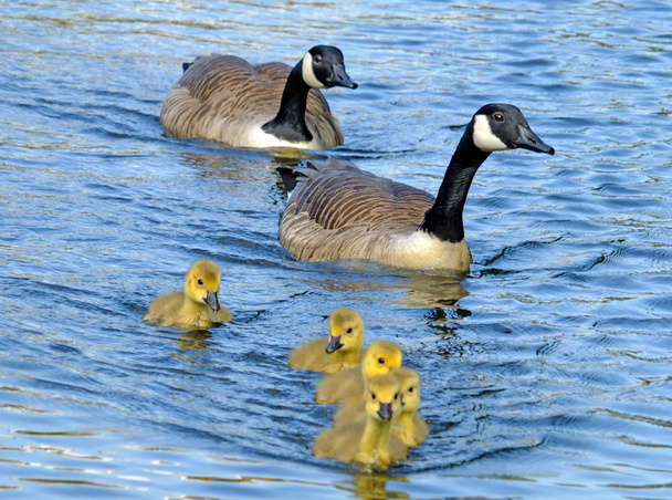 kanadanhanhiperhe, jolla on keltaisia pörröisiä goslingeja uimassa sinisessä järvessä
 - Valokuva, kuva