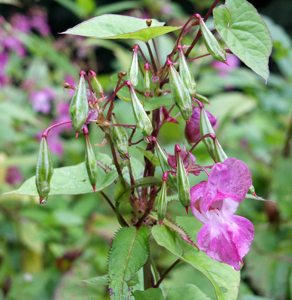 A close up of Himalayan balsam flowers and seedpods growing in wetland near a river with raindrops - Photo, Image