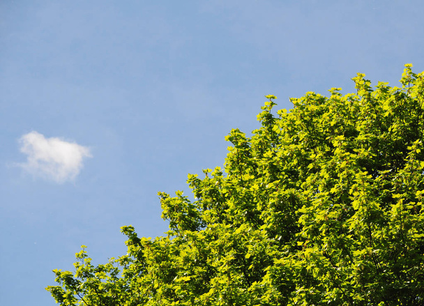 яскраво-зелена весняна ялинка зверху на синьому сонячному небі
 - Фото, зображення