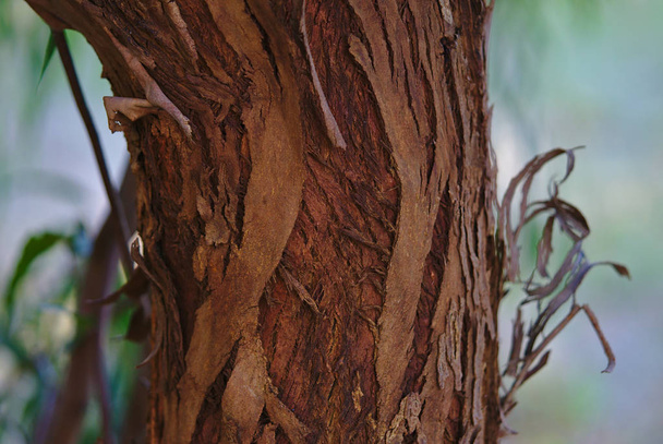 Peeling écorce d'arbre pendant la saison d'automne
 - Photo, image