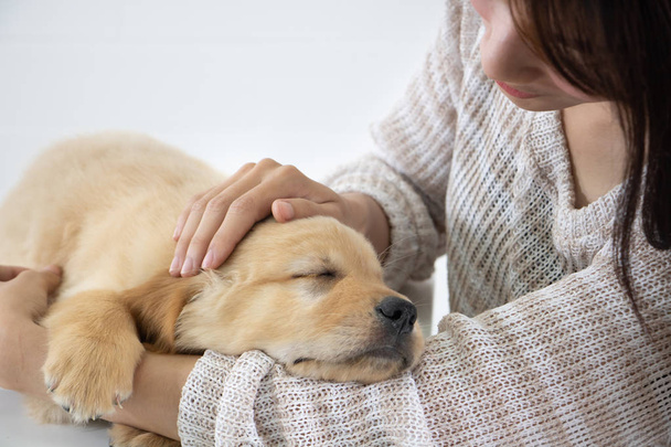  ゴールデン・リタクトの寝子犬  - 写真・画像