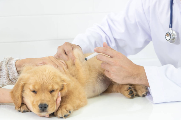  маленька золота собака у ветеринарній клініці
 - Фото, зображення