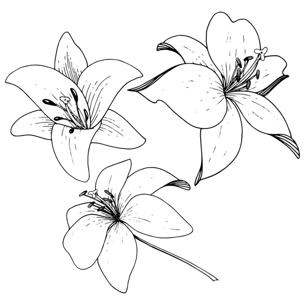Vektor liliom virág botanikai virág. Vésett tinta art fehér háttér. Elszigetelt lilium ábra elem. - Vektor, kép
