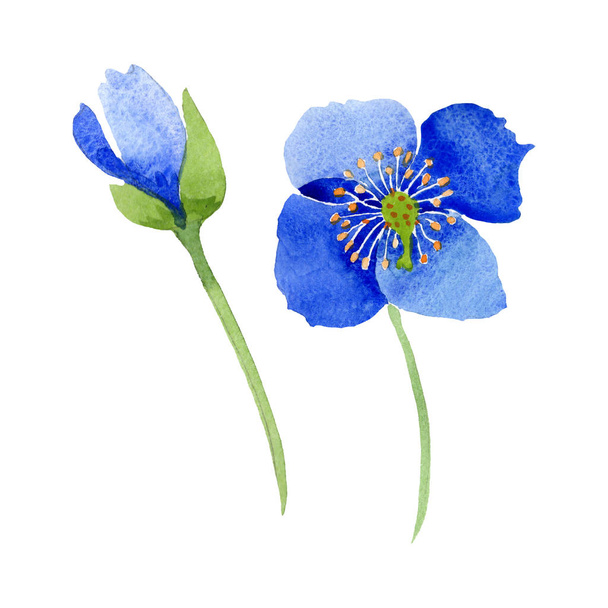 Blauwe klaproos floral botanische bloemen. Aquarel achtergrond afbeelding instellen. Geïsoleerde papavers afbeelding element. - Foto, afbeelding
