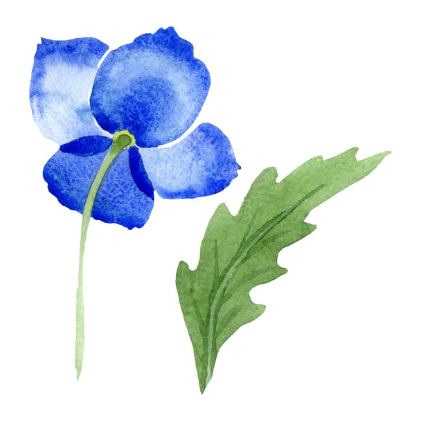 Flor de papoula azul flores botânicas. Conjunto de ilustração de fundo aquarela. Isolado papoilas ilustração elemento
. - Foto, Imagem