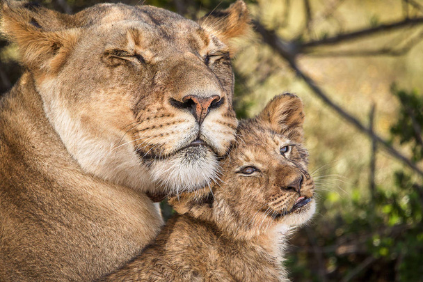 Милий Африканський Лев куб на, на спині його матері в той час як вона тримає оповіщення. Південно-Африканська Республіка - Фото, зображення