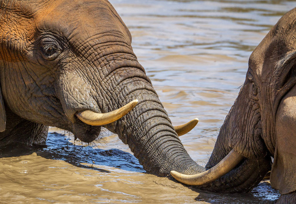 Playful African elephants cooling down by swimming in a muddy water hole. National Park Africa  - Photo, Image