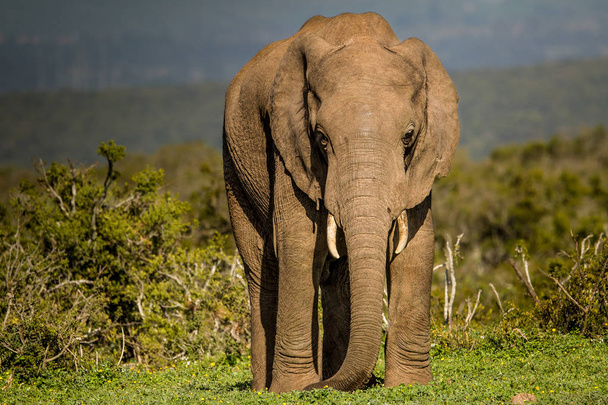 Ένας χαλαρός ελέφαντας που απολαμβάνει το πράσινο γρασίδι και τον θάμνο μετά από καλές βροχές στο εθνικό πάρκο ελέφαντα Addo, Νότια Αφρική - Φωτογραφία, εικόνα