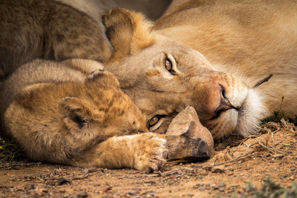 彼女は警戒しながら、彼の母親の背中に昼寝かわいいアフリカのライオンのカブ。南アフリカ - 写真・画像