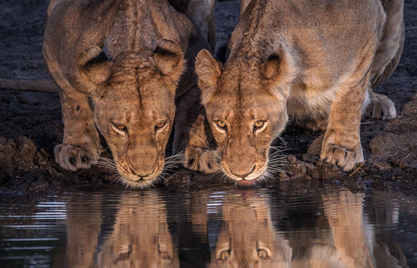 Nahaufnahme des beleuchteten Bildes zweier Löwinnen, die ihren Durst nebeneinander an einem Wasserloch löschen. Nationalpark Südafrika.  - Foto, Bild