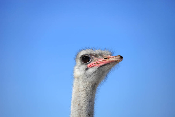 ostrich head against a blue sky - Φωτογραφία, εικόνα