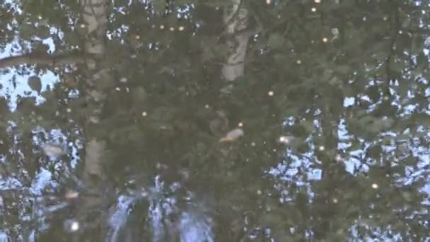 Ripple lago estanque agua abedul árbol reflexiones
 - Imágenes, Vídeo