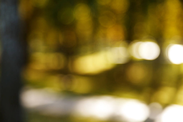 Abstract blurred nature background. Forest trees, Sunny day, sun glare, bokeh. Defocused backdrop for your design - 写真・画像