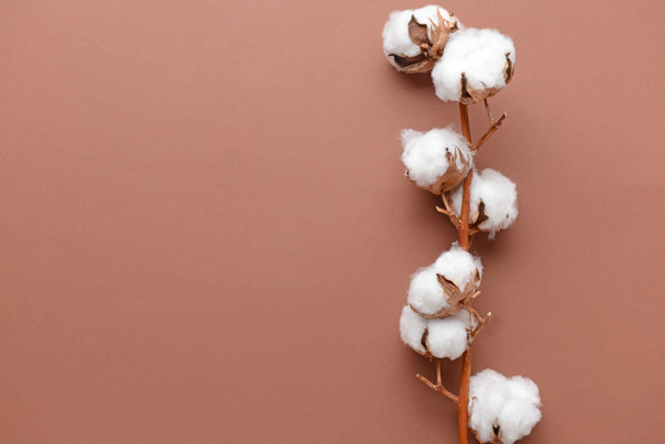 Flores de algodón sobre fondo de color - Foto, Imagen
