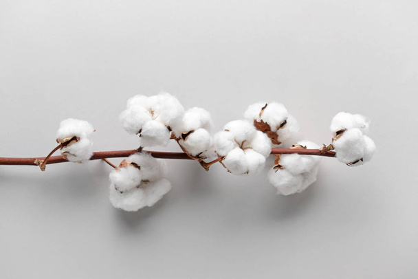 Flores de algodón sobre fondo claro
 - Foto, imagen