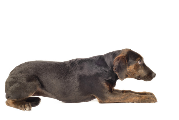 Kutya Labrador keverék kiskutya - Fotó, kép