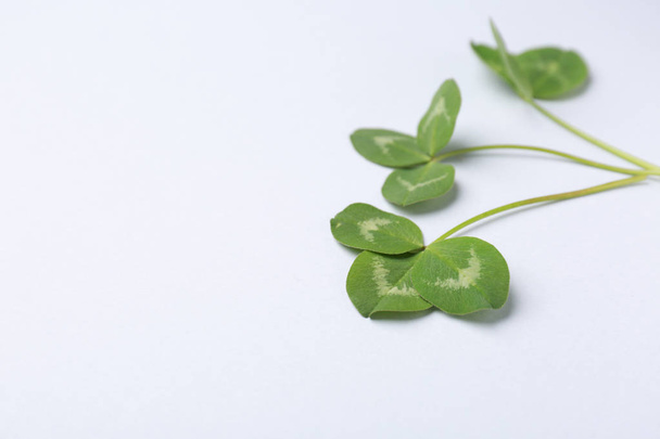 Φρέσκο πράσινο τριφύλλι σε ανοιχτόχρωμο φόντο - Φωτογραφία, εικόνα