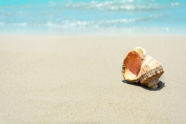 Shells on sandy beach. Tropical background. Travel and relax concept - Foto, Imagen