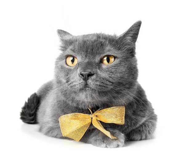 Cute funny cat on white background - Foto, Imagen