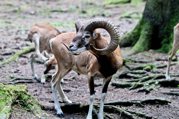 欧州 mouflon、Ovis クロマグロ musimon。野生動物動物. - 写真・画像