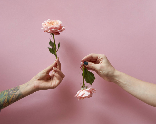 A girl hand with a tattoo holds a flower up, a woman hand holds a rose down around a pink background with copy space. - Фото, изображение