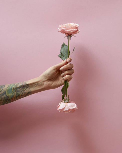 A girl's hand with a tattoo holds flowers of roses on a pink background with copy space. Postcard to the women's day - 写真・画像