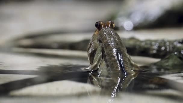 Periophthalmus ist eine Fischgattung aus der Familie der Gobiidae, die in küstennahen Mangrovenwäldern und Buschland im indo-pazifischen Raum beheimatet ist. es ist eine der Gattungen, die gemeinhin als Mudskipper bekannt sind. - Filmmaterial, Video