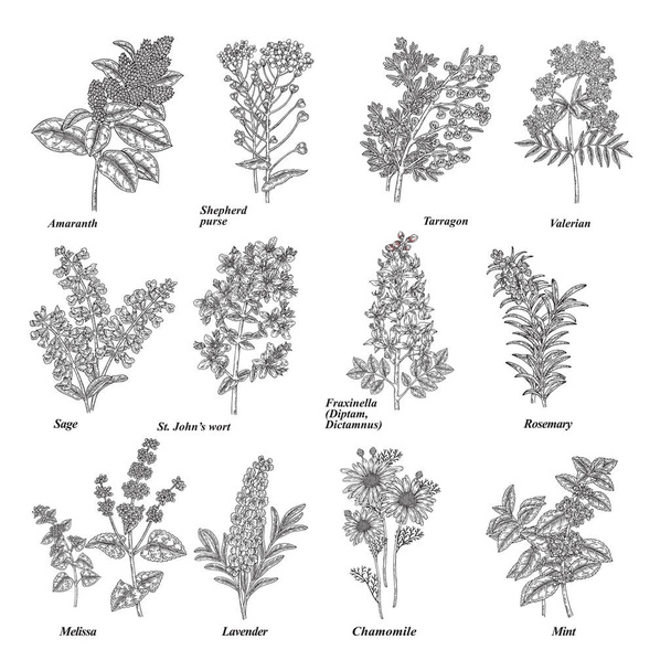 Set of medical and cosmetic herbs. Hand drawn medical plants and flowers isolated on white background. Vector illustration engraved. - Vecteur, image