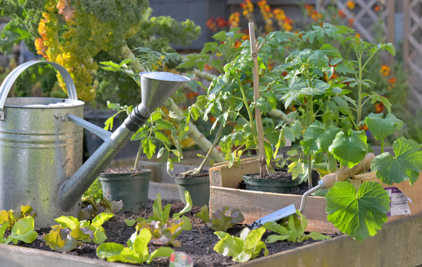 φυτά ντομάτας και μαρούλι σε ένα κιβώτιο που βάζουν στο έδαφος ενός λαχανόκηπος για τη φύτευση  - Φωτογραφία, εικόνα