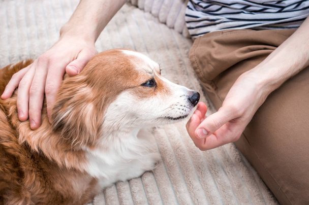 dog licks his owner's hand. Concept of dedication - Fotoğraf, Görsel