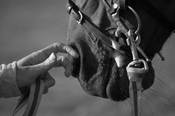 Bir atın burnunu ovuşturmak - Fotoğraf, Görsel