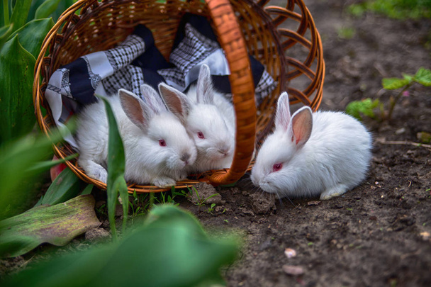 three white little baby red-eyed rabbits with long ears sitting on a black-and-white squint in a wicker basket of vines in the garden where the colored red and yellow tulips grow in the early spring - Photo, Image