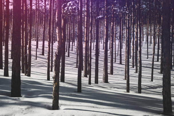 Bosque de invierno. Bosque de pino puro en tiempo soleado. Púrpura sunligh
 - Foto, Imagen