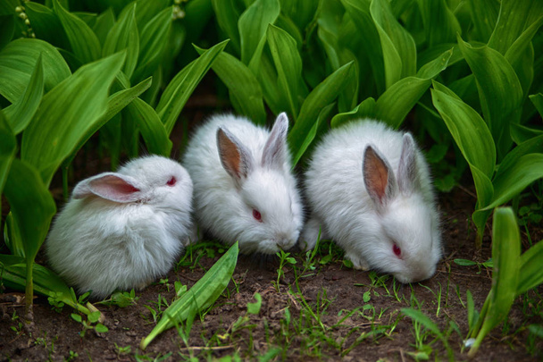 three white little baby rabbits with red eyes with long ears sitting in the grass in the valleys in the early spring - Photo, Image