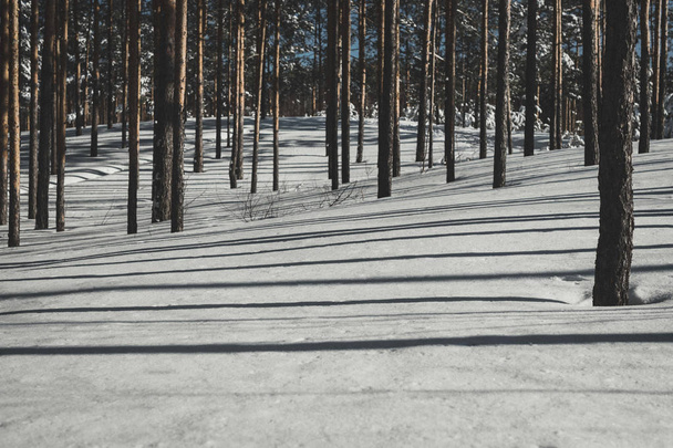 schönen Wald im Winter. Kiefernwald pur bei sonnigem Wetter. w - Foto, Bild