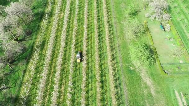Ovocná plantáž-třešňový květ, letecký pohled - Záběry, video